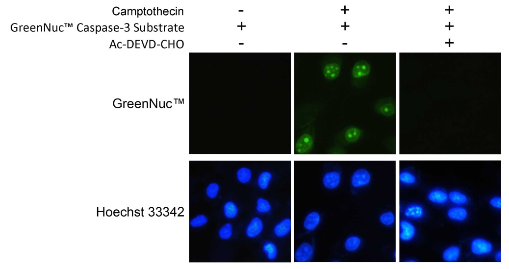 GreenNuc活细胞Caspase-3活性检测试剂盒(C1168S)