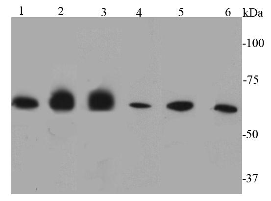 Catalase Rabbit pAb(Catalase兔多抗)(AF0084)