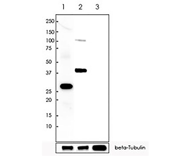 V5 Tag Rabbit mAb(V5 Tag兔单抗)(AG8068)