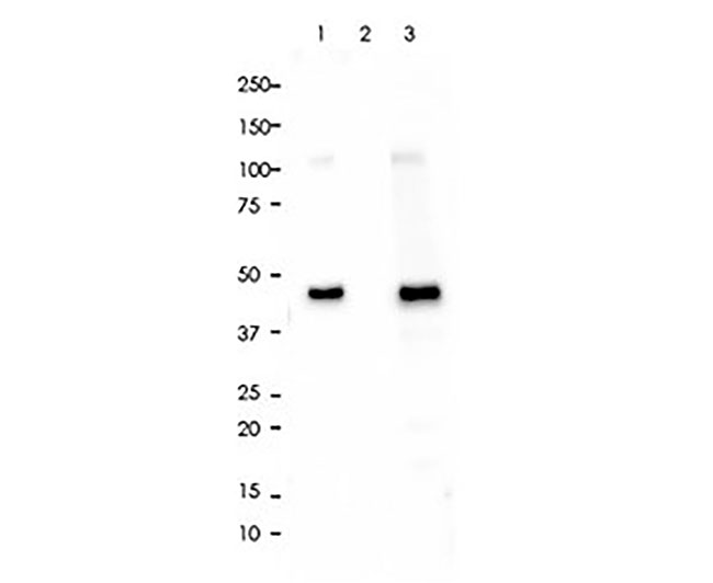 V5 Tag Rabbit mAb(V5 Tag兔单抗)(AG8068)