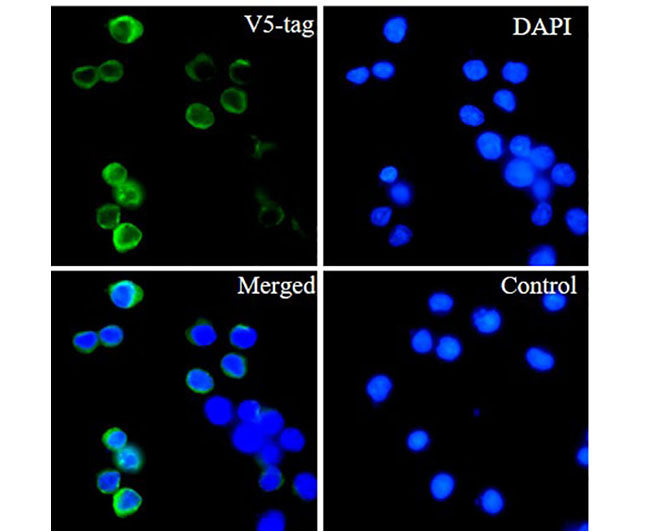 V5 Tag Rabbit mAb(V5 Tag兔单抗)(AG8068)