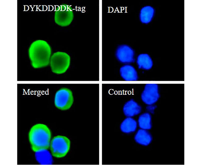 Flag Tag Rabbit mAb(Flag Tag兔单抗)(AG8050)