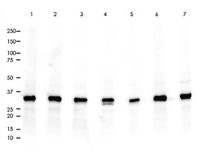 PCNA Rabbit mAb(PCNA兔单抗)(AG8029)