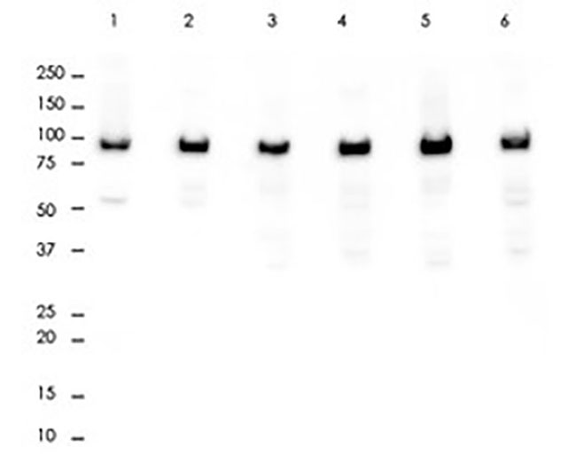 Na,K-ATPase α1 Rabbit mAb(Na,K-ATPase α1兔单抗)(AG8025)