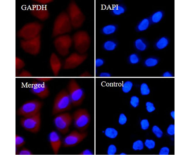 GAPDH Rabbit mAb(GAPDH兔单抗)(AG8015)
