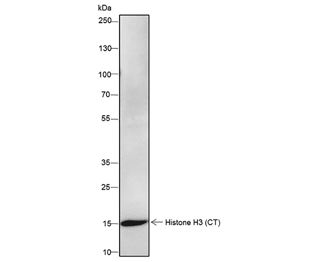 Histone H3 (CT) Rabbit Monoclonal Antibody (Histone H3 (CT)兔单抗)(AG0175)