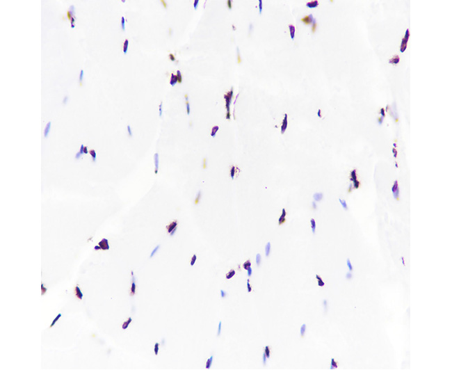 Histone H3 (CT) Rabbit Monoclonal Antibody (Histone H3 (CT)兔单抗)(AG0175)