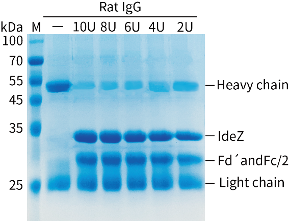 IdeZ Protease (IgG-specific, Powder)(免疫球蛋白特异性IdeZ蛋白酶)(P2528S)