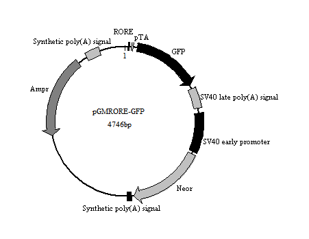 RORE-GFP报告基因质粒(RORE GFP Reporter Plasmid)