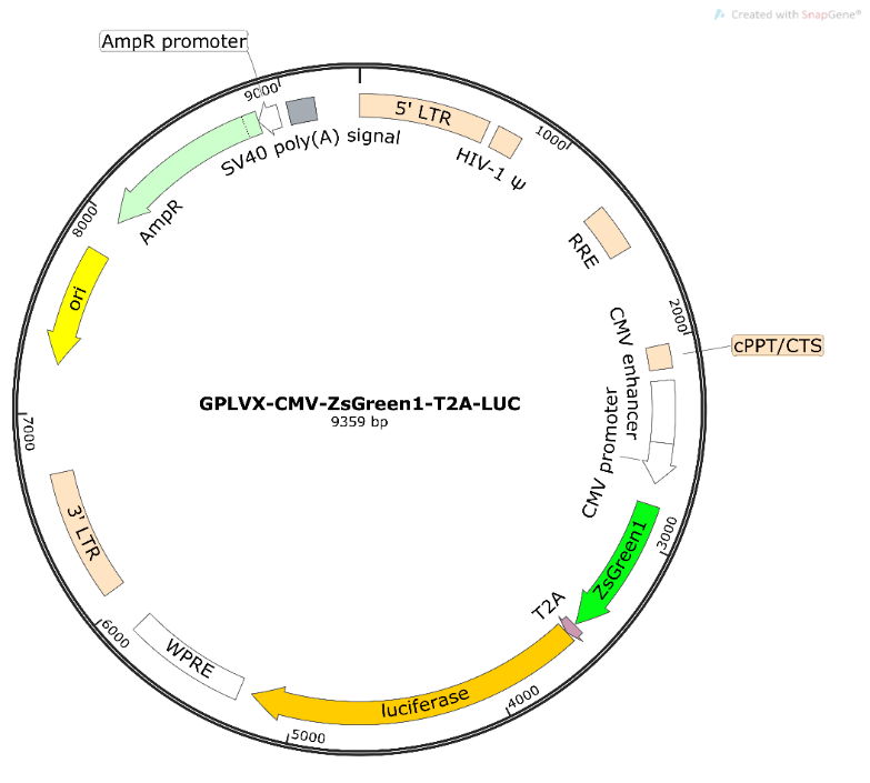 CMV-GFP-Luc Lentivirus