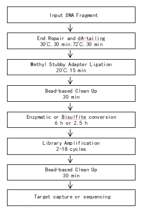 双链DNA甲基化建库试剂盒(Hieff NGS® dsDNA Methyl Library Prep Kit for Illumina®)