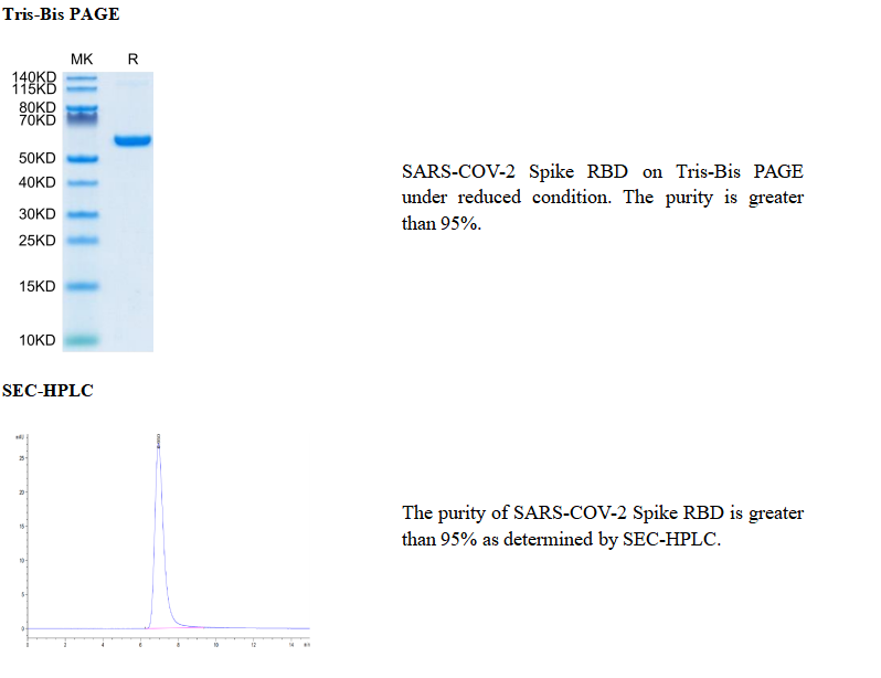 重组SARS-COV-2刺突RBD(hFc标签) 冠状病毒蛋白靶点