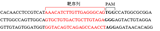 sgRNA合成试剂盒|Hifair® Precision sgRNA Synthesis Kit