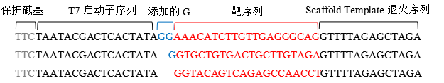 sgRNA合成试剂盒|Hifair® Precision sgRNA Synthesis Kit