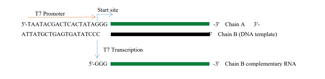 T7高产量RNA合成试剂盒|Hifair® T7 High Yield RNA Synthesis Kit