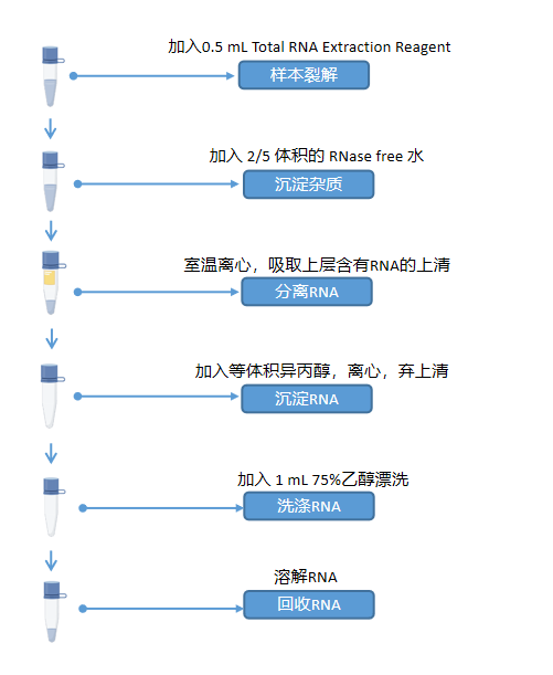 TRIeasy™总RNA提取试剂(不含TCM) Total RNA Extraction Reagent