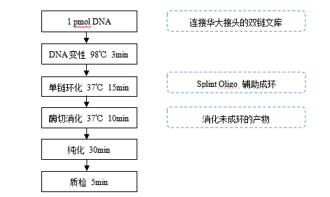 NGS快速DNA文库环化试剂盒(华大平台)|Hieff NGS® Fast-Pace DNA Cyclization Kit for MGI®