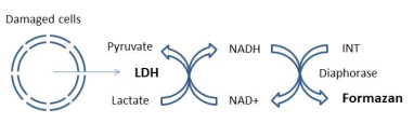 乳酸脱氢酶(LDH)细胞毒性检测试剂盒 LDH检测试剂盒|LDH Assay Kit