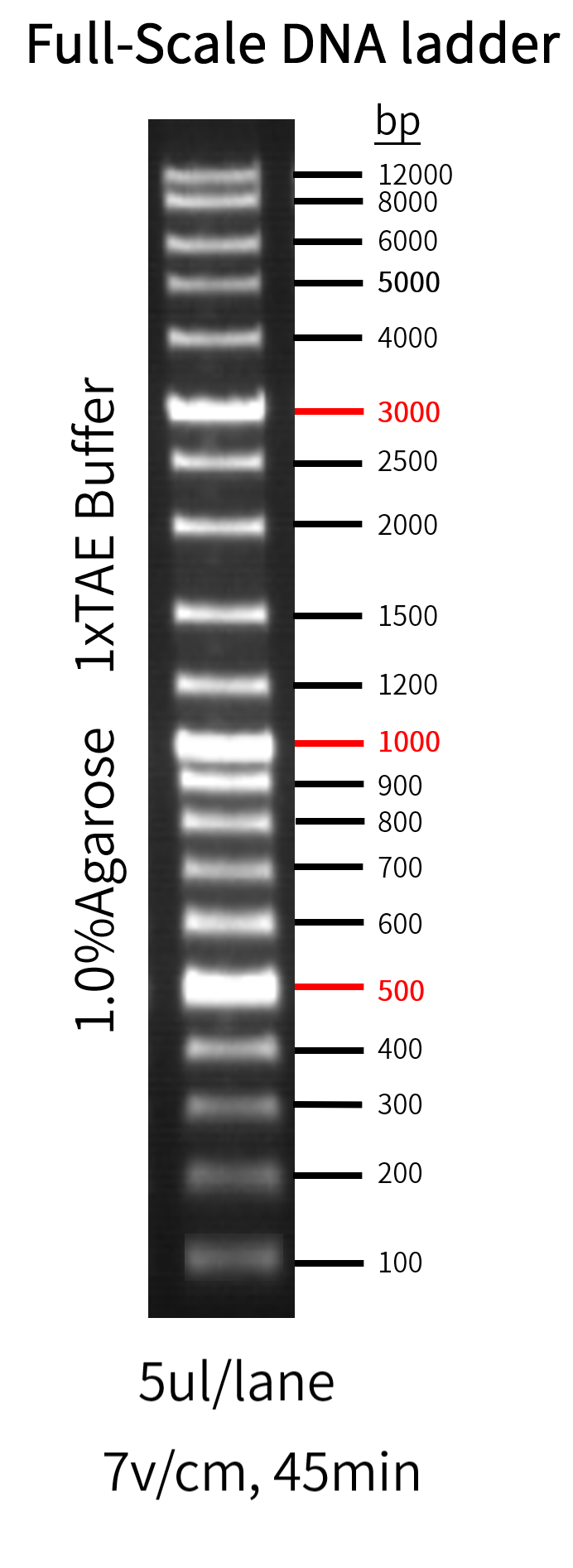 GoldBand全尺寸DNA条带|GoldBand Full-Scale DNA Ladder